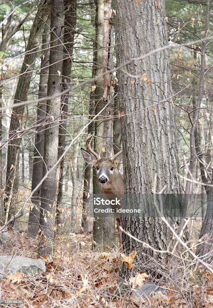 OH DEER - Foto stock royalty-free di Cervo maschio