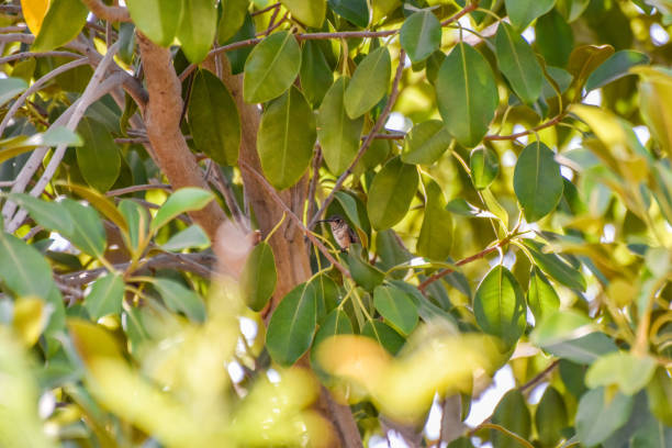 istock Hummingbird Resting in the Trees 1334166046