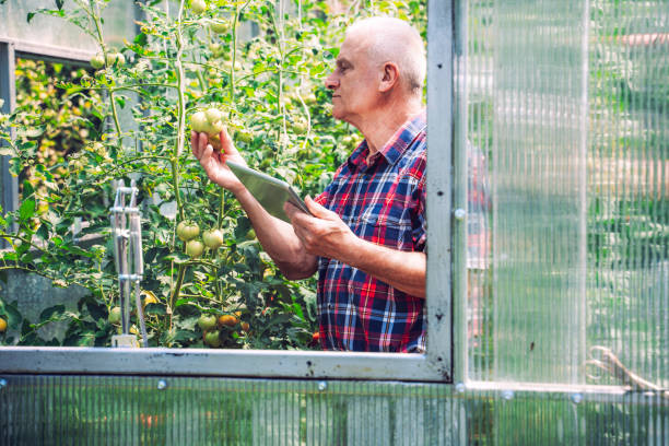 istock Farmer with digital tablet in Greenhouse. Copy space. 1334166109