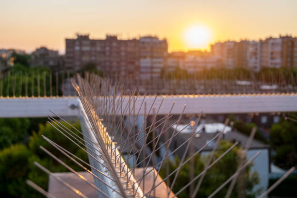 steel barbed repellent used on structures such as awnings, windows and in construction to deter pigeons and other birds