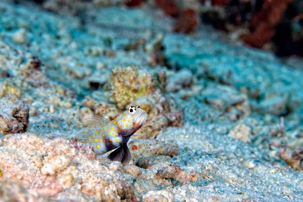 A picture of an orange spotted shrimp goby in the sand A picture of an orange spotted shrimp goby in the sand shrimp goby stock pictures, royalty-free photos & images