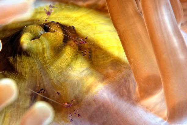 istock A picture of a beautiful Cleaner shrimp 1334176227