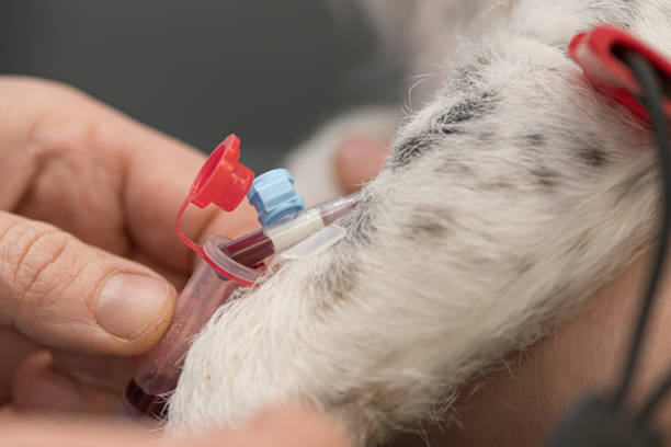 little sick jack russell terrier dog at the vet. Veterinarian prepares the dog for surgery and places a canula to give intravenous medication. stock photo