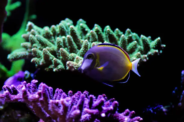 Photo of Powder Brown Tang - (Acanthurus japonicus)