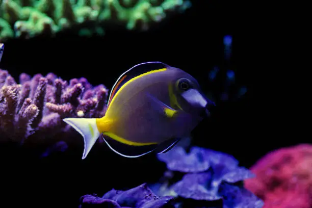 Photo of Powder Brown Tang - (Acanthurus japonicus)