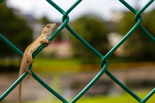 A brown anole lizard, an invasive species in Orlando, Florida, clings to a green chain link fence as it suns itself.