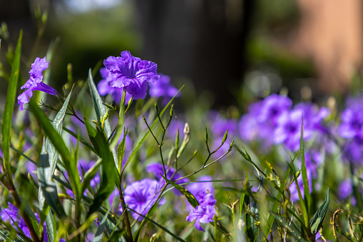 A close up view of Crown flowers.