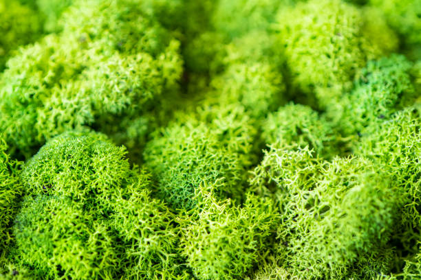 istock decorative beautiful background of green moss 1334182680