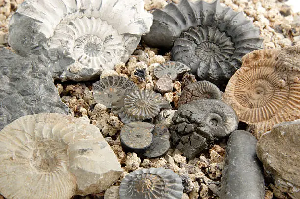 Collection of different Ammonite fossils on porous lava gravel.