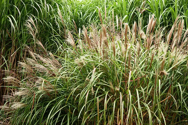 Blooming bush of fountain grass in front of Miscanthus grass