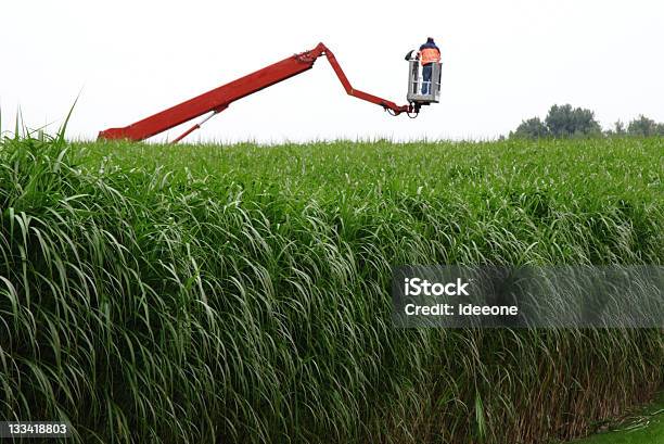 Foto de Controle De Verde e mais fotos de stock de Alto - Descrição Geral - Alto - Descrição Geral, Crescimento, Epiderme de Folha