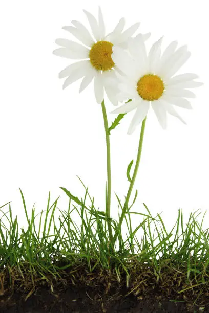 Two Marguerites in green grass  /cross section trough the lawn turf.