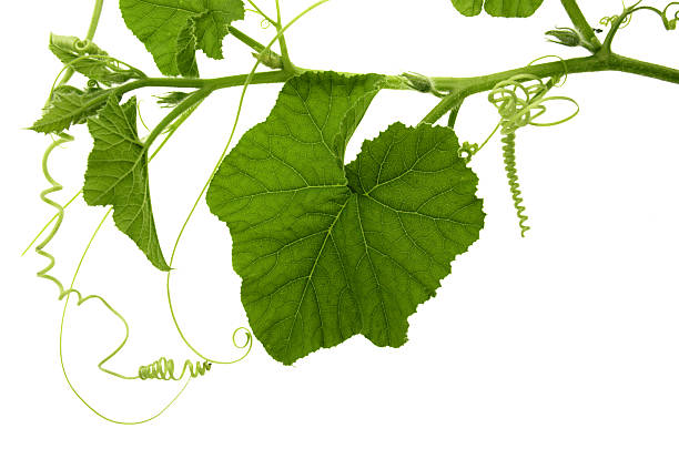 Filligree Vine Fresh branch with leaves, flower buds and spiral twines of a gourd plant isolated on white. filligree stock pictures, royalty-free photos & images