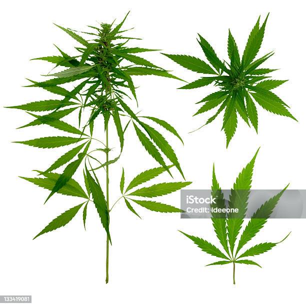 Photo libre de droit de Chanvre Botaniques banque d'images et plus d'images libres de droit de Plant de cannabis - Plant de cannabis, Flore, Marijuana - Herbe de cannabis