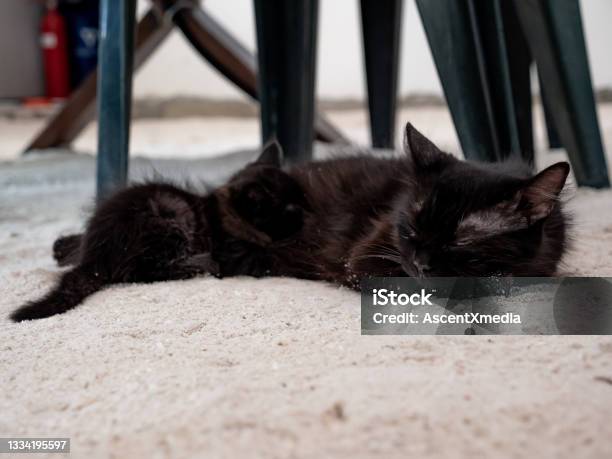 Pemandangan Induk Kucing Menyusui Anak Kucing Di Bawah Meja Foto Stok