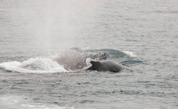 istock Humpback whale and her calf 1334197587