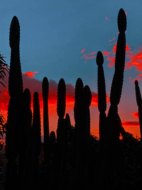 Silhouettes of cactus plants stock photo