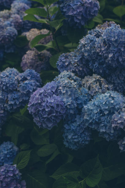 istock Close up view of a hydrangeas blossoming, in nature 1334199367