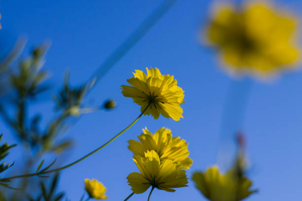 istock Yellow flower with natural blue sky background 1334199398