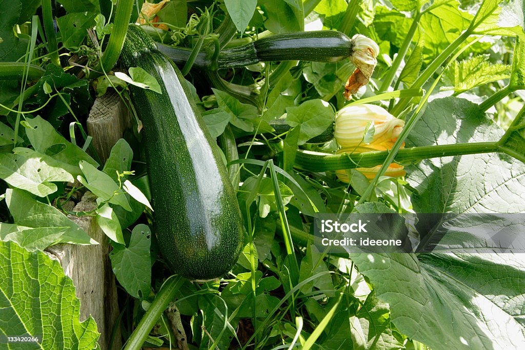 Calabacitas de cosecha propia - Foto de stock de Calabacín libre de derechos