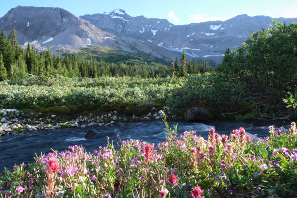 istock Mountain River with Wildflowers 1334203172
