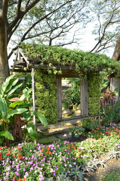 istock plant wall in nature garden 1334204642