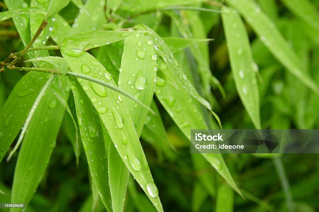 新鮮な竹緑色 - 笹の葉のロイヤリティフリーストックフォト