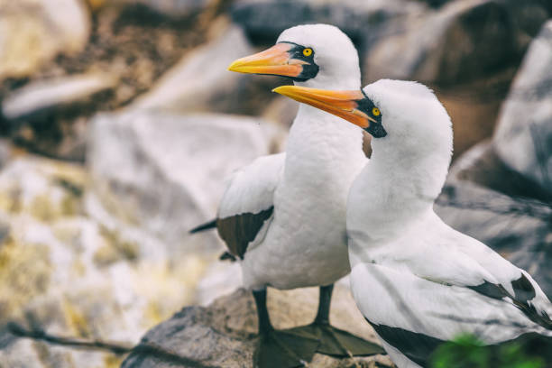 nazca booby - animali delle galapagos e fauna selvatica - galapagos islands bird booby ecuador foto e immagini stock