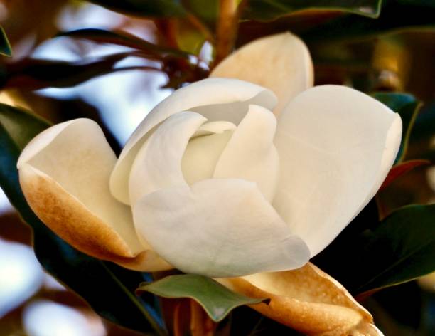 magnolia bud apertura - magnolia bloom fotografías e imágenes de stock