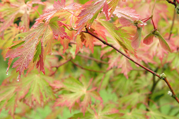 Filligree maple tree Maple leaves and seeds in japanese garden after refreshing summe rain. filligree stock pictures, royalty-free photos & images