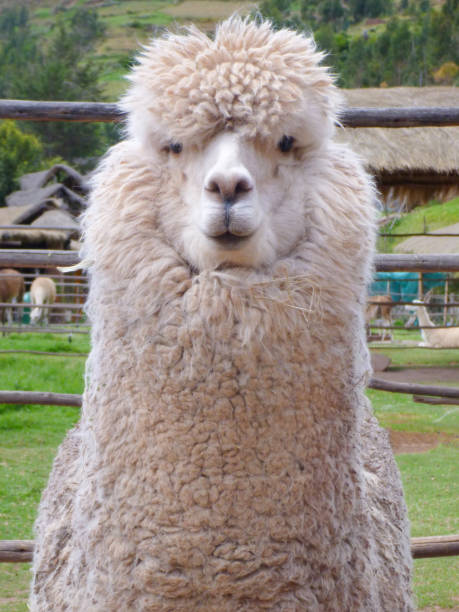 istock White alpaca upper body with a unique look on a ranch in Cusco, Peru 1334213297