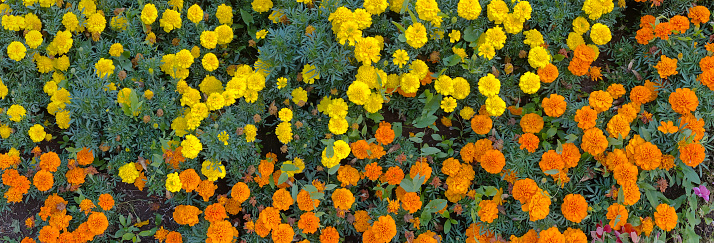 Banner with marigold yellow and orange flowers on garden bed in park. Plant called Tagetes