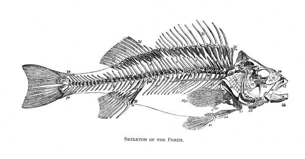 The Perch Skeleton Fish Antique Illustration 1894向量圖形及更多魚圖片- 魚, 河鱸, 淡水魚-  iStock