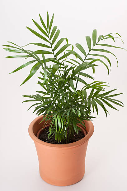 istock Chamaedorea house plant 133421499