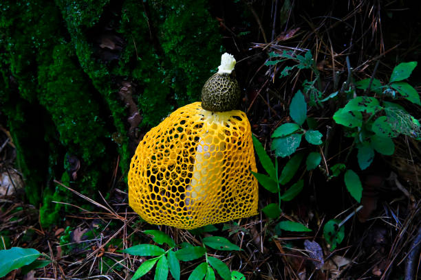 Yellow Mushrooms found in the forest