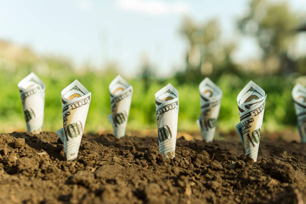 istock Growth concept, One hundred dollar bills banknote growing in soil. Profitable ecology. Earnings on ecoproducts. 1334219759