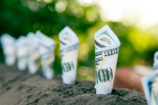 Photo of Image of bank notes rolled around plants on soil for business, saving, growth, economic concept. Profitable crop production. Earn money in agriculture