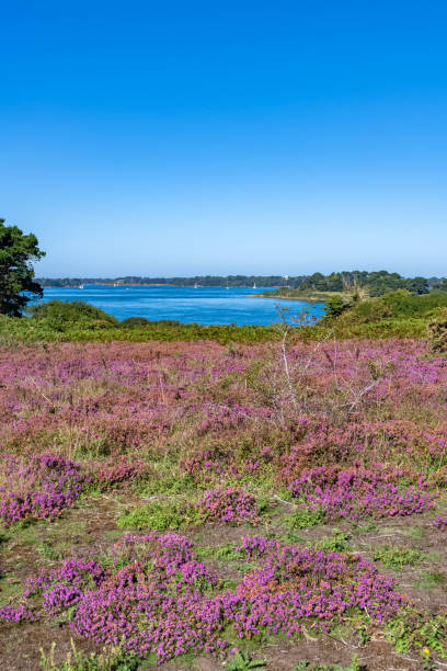 istock Ile-aux-Moines in the Morbihan gulf 1334219917