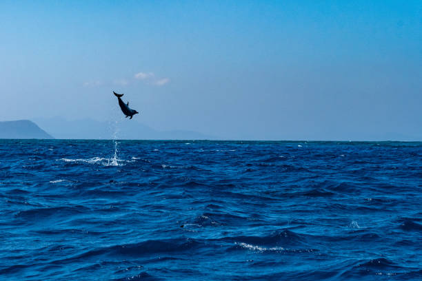 istock Dolphins of the lagoon 1334222461