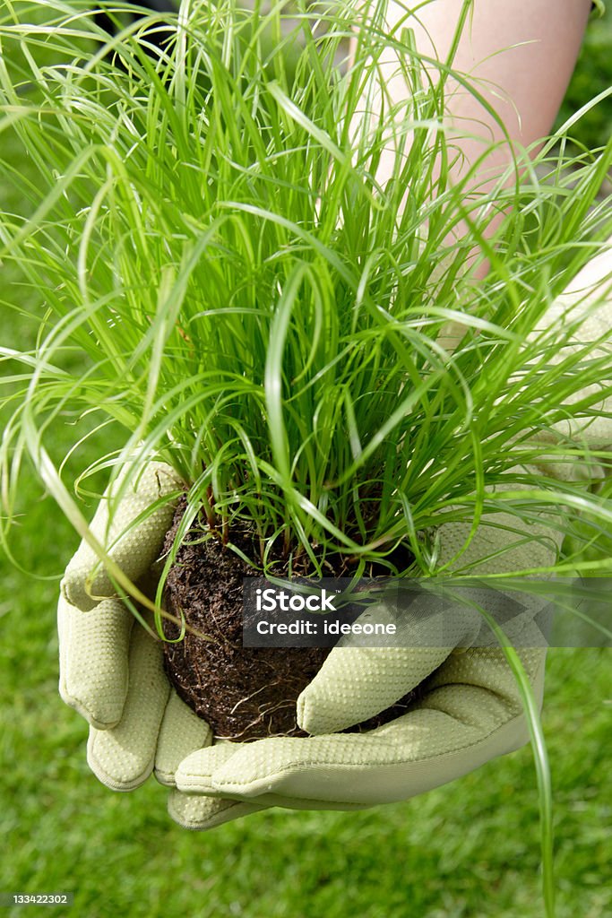 Plantando jovem de - Royalty-free Abraçar Foto de stock