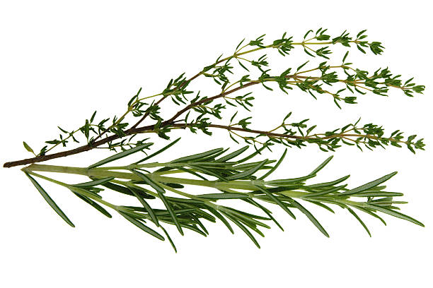 신선한 허브 - rosemary herb freshness twig 뉴스 사진 이미지