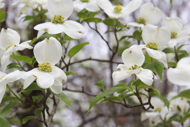 istock White Dogwood Tree in full bloom at Easter 1334225094