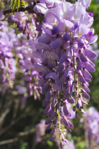istock Purple Wisteria in Spring - Fabaceae Luguminosae in Park 1334225153