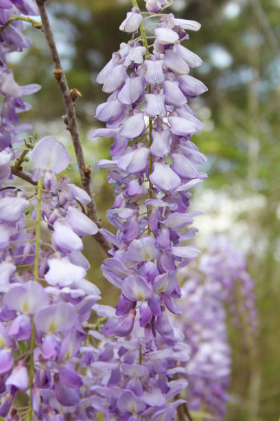 istock Purple Wisteria in Spring - Fabaceae Luguminosae in Park 1334225192