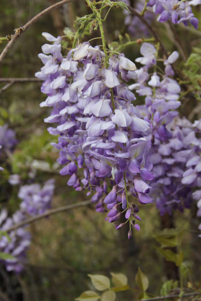 istock Purple Wisteria in Spring - Fabaceae Luguminosae in Park 1334225224