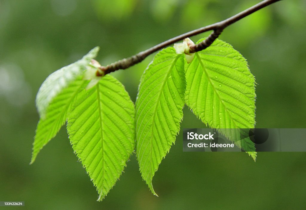 Silencioso de Birch - Foto de stock de Beleza natural - Natureza royalty-free