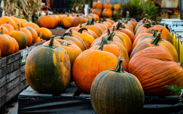 istock Colourful pumpkins in Autumn 1334226256