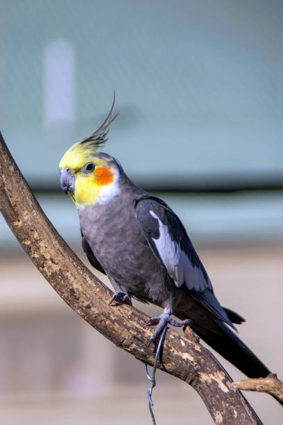 istock Cockatiel (nymphicus hollandicus) perched on a branch 1334226994
