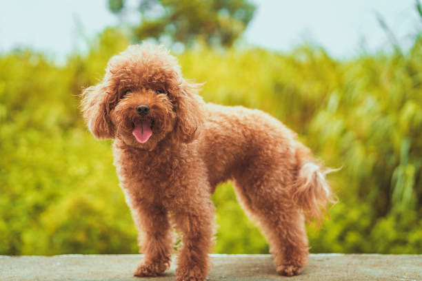 istock Close-up portrait of poodle 1334227075