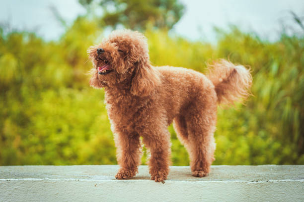 Close-up portrait of poodle